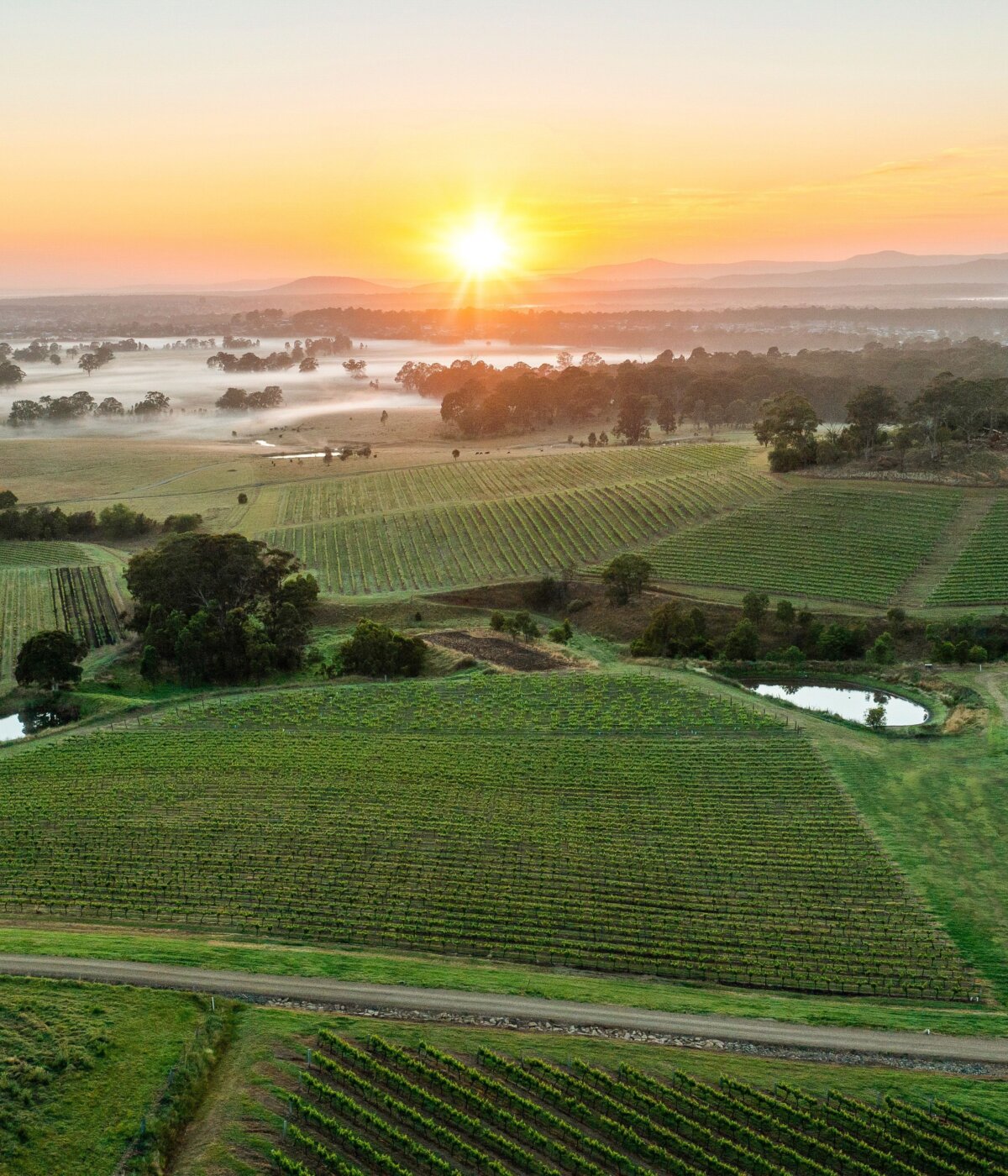 An aerial view of a vineyard landscape at sunrise in the Hunter Valley, featuring rows of grapevines, misty fields, scattered trees, and small ponds reflecting the rising sun.