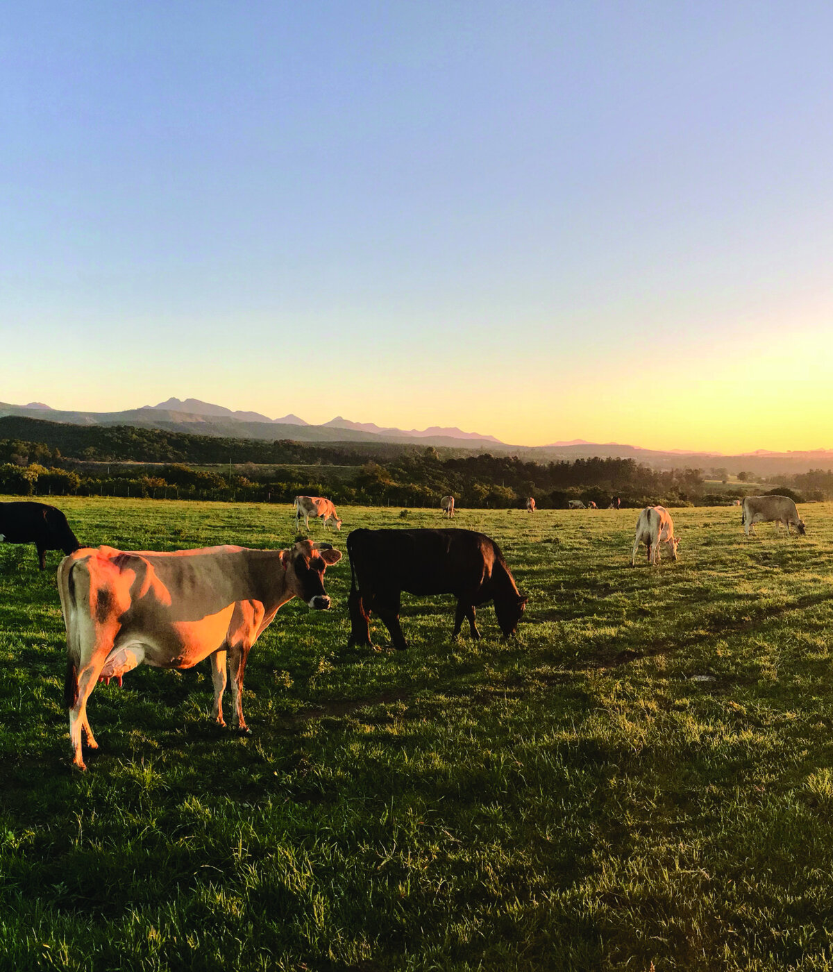 A panoramic view of a green pasture with several cows grazing, set against a backdrop of distant mountains under a golden sunset. The sun is low on the horizon, casting a warm glow across the scene.