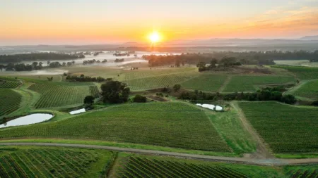 An aerial view of a vineyard landscape at sunrise in the Hunter Valley, featuring rows of grapevines, misty fields, scattered trees, and small ponds reflecting the rising sun.